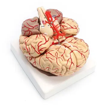 1: 1 Gyvenimas Dydžio Žmogaus Anatominį Smegenų Pro Skrodimo Organų Mokymo Modelį